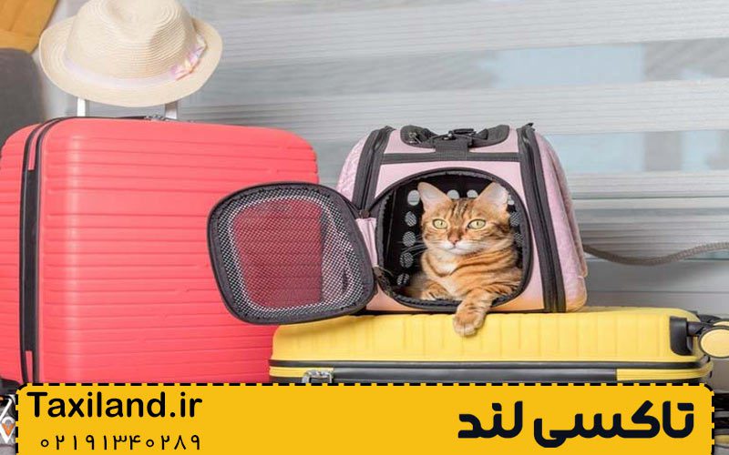 سفر با حیوانات خانگی در تاکسی اینترنتی بین شهری